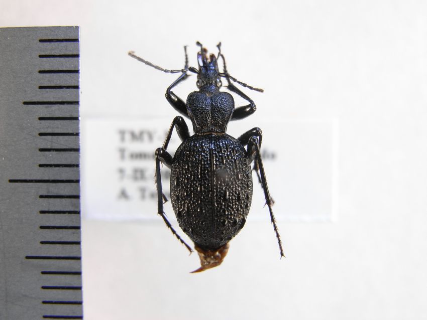 甲虫：分類：セダカオサムシ