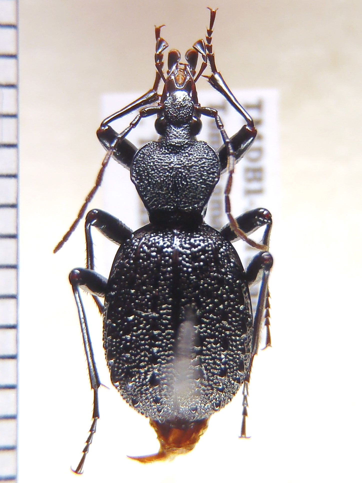 甲虫：分類：セダカオサムシ