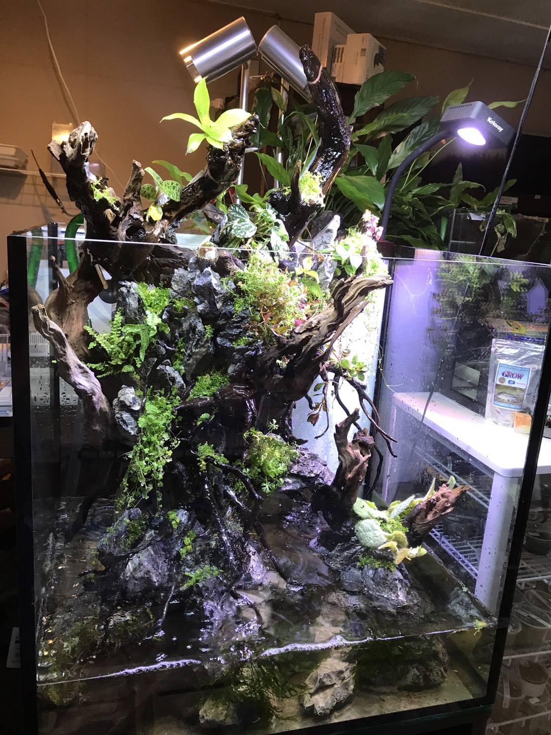涼しげ 滝テラリウム水槽！ | Aquarium TALL MAN