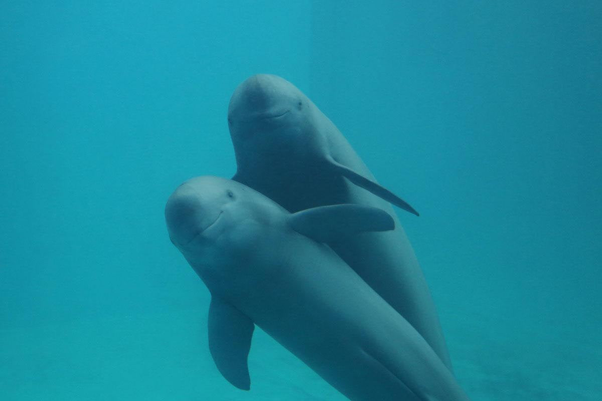 Yangtze Jiangtun Limited Edition – T-BIRD JEWELS JEWELRY STORE