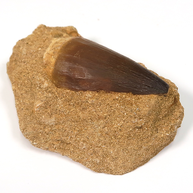 モササウルスの歯（Mosasaurus）｜化石販売・鉱物販売の東京サイエンス