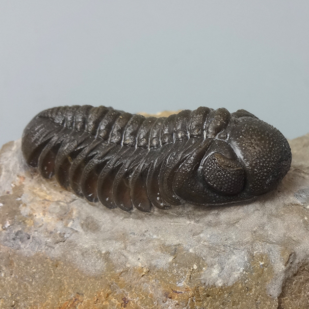 三葉虫（Phacops）｜化石販売・鉱物販売の東京サイエンス