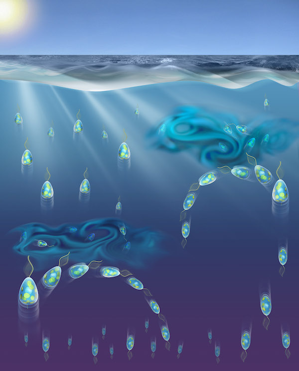 turbulence :: Ocean Carbon & Biogeochemistry