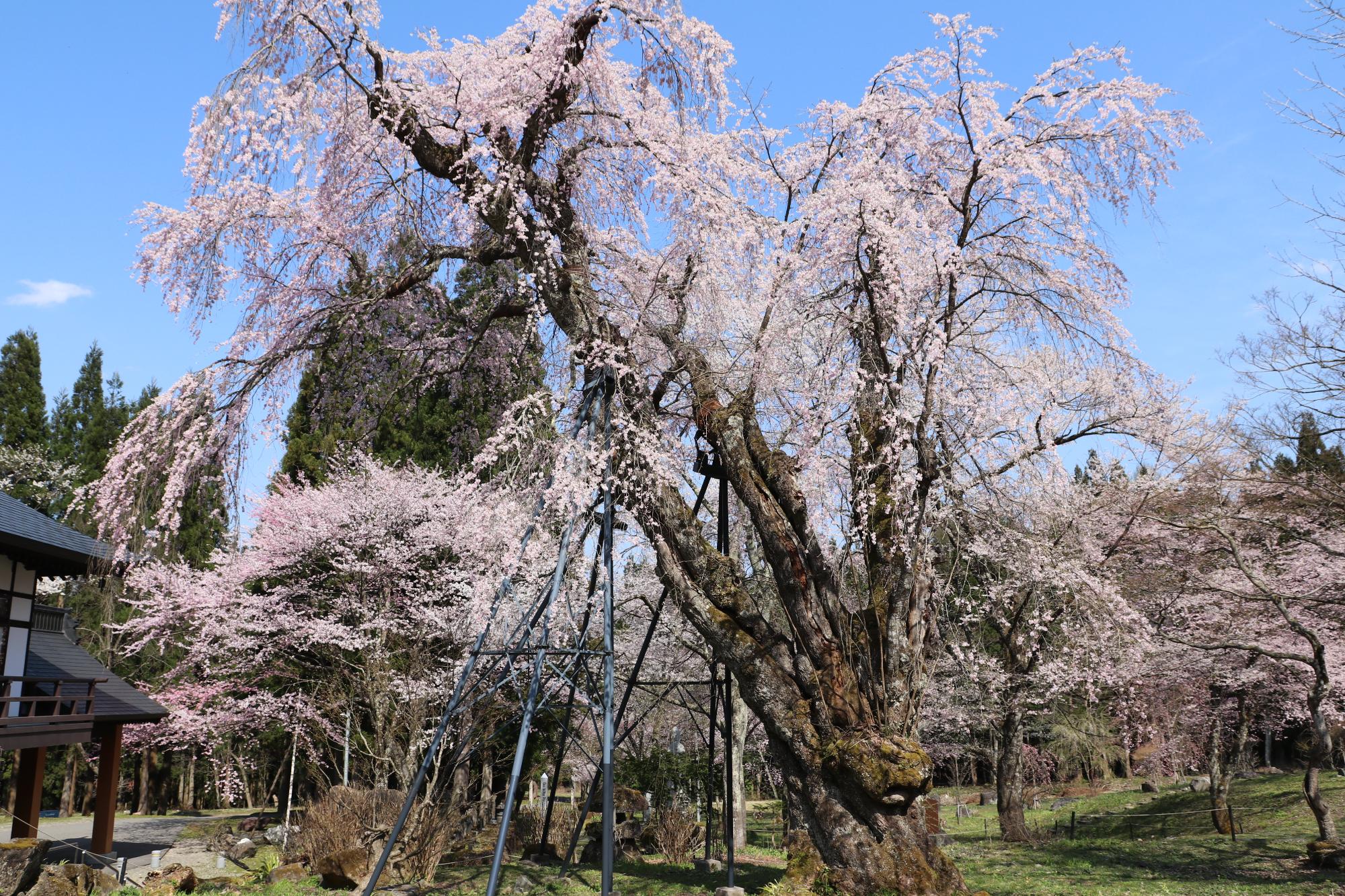 貞麟寺の枝垂れ桜（エドヒガンザクラ）／白馬村
