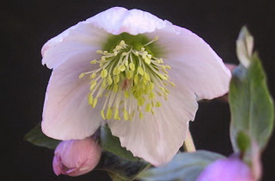 クリスマスローズの原種と交配種 苗販売 ＞ クリスマスローズ 原種