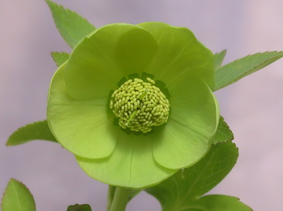 クリスマスローズ ヘレボルスの原種・原種を使った交配種販売