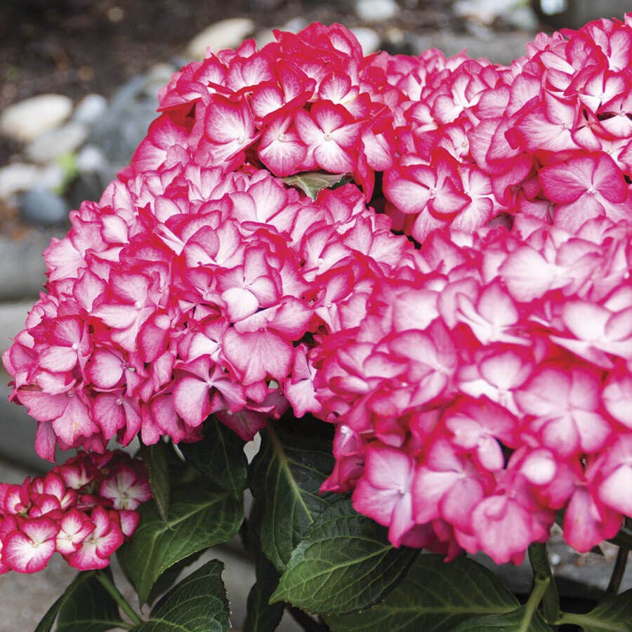 Hydrangea Kimono™ Bigleaf Hydrangea – Wayside Gardens