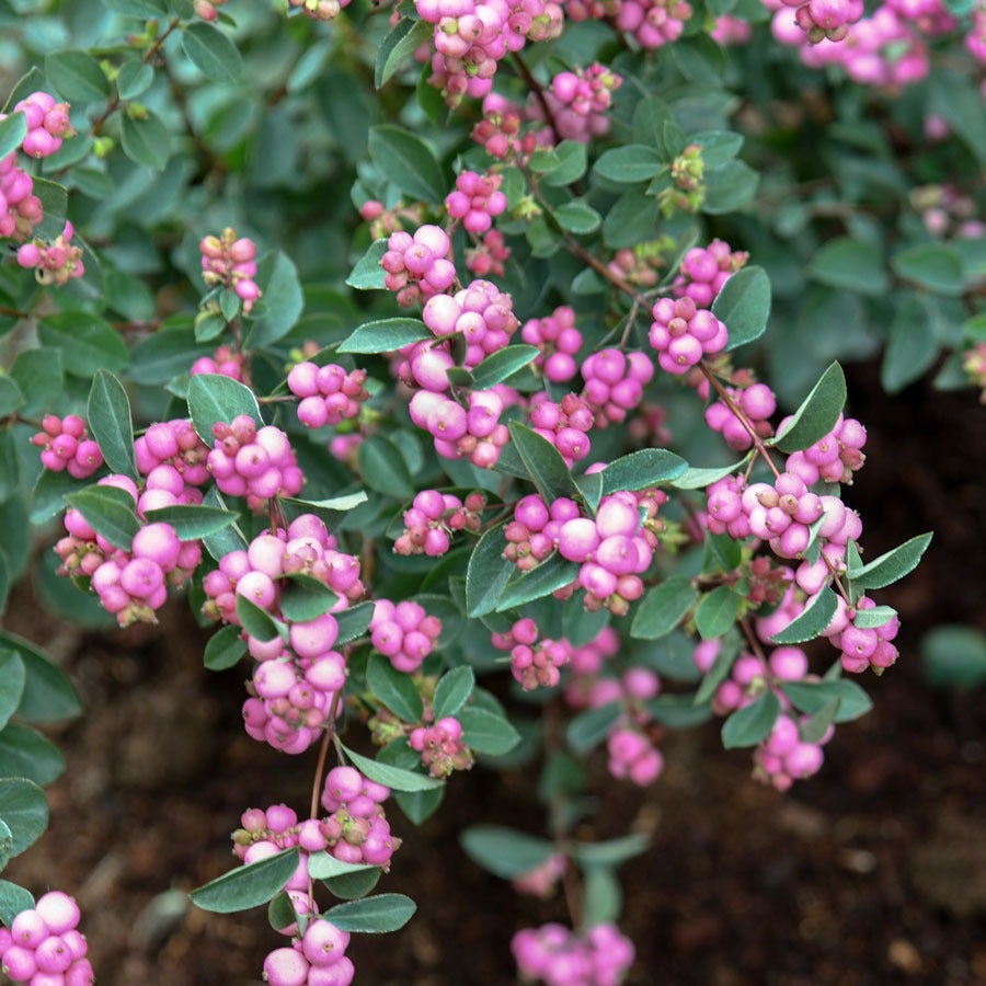 Symphoricarpos Pinky Promise™ Snowberry – Wayside Gardens