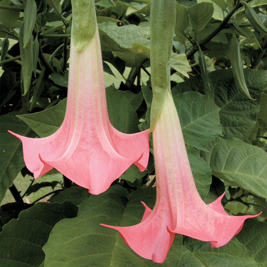 Brugmansia 'Cherub' (Angel Trumpet) – Wayside Gardens