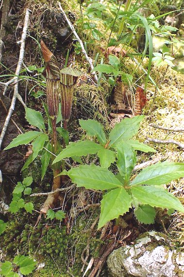 オオミネテンナンショウ