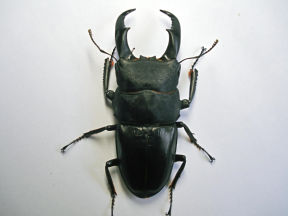 サキシマヒラタクワガタ｜クワガタ紹介 -Zeal of Crimson-