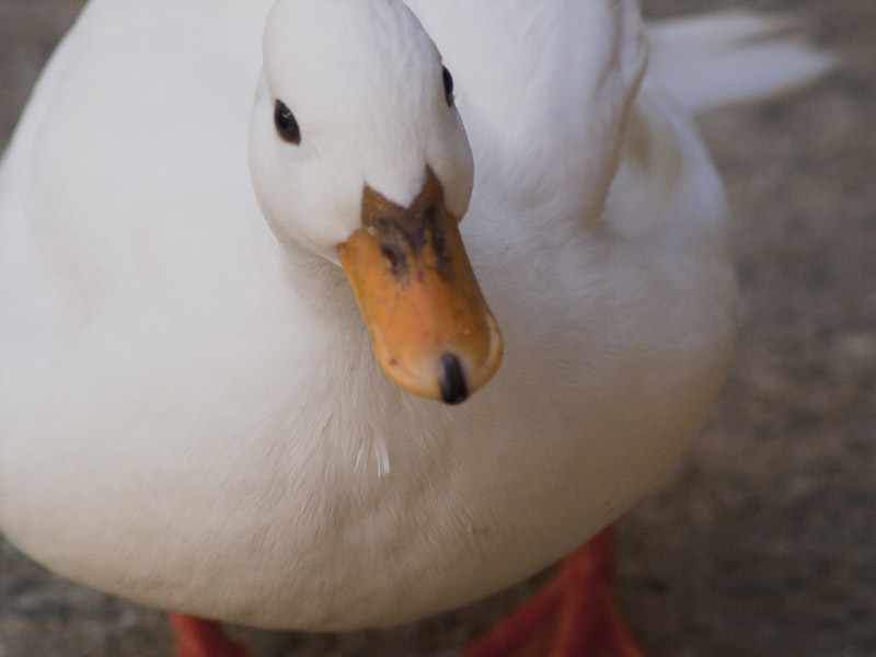 コールダック｜いきもの図鑑｜ZOO CAN DREAM PROJECT