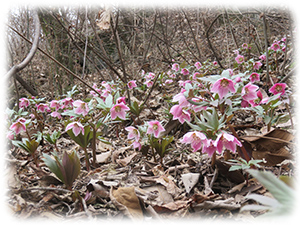 チベタヌス実生苗販売ページ～ Zoony Garden
