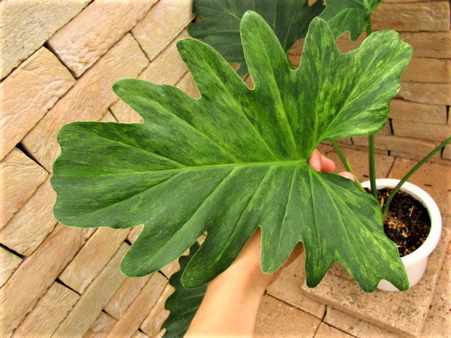 フィロデンドロン・セローム 斑入り | 希少植物の販売 アグラオネマ