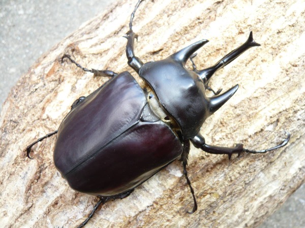 アクタエオンゾウカブト/アクティオンゾウカブト（レックスゾウカブト