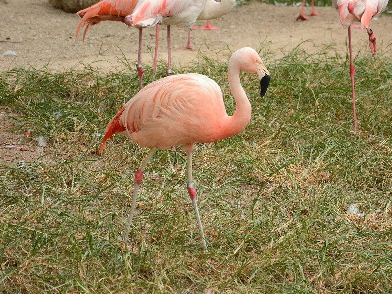 チリーフラミンゴ ／ Chilean Flamingo｜menu02_動物紹介｜安佐動物