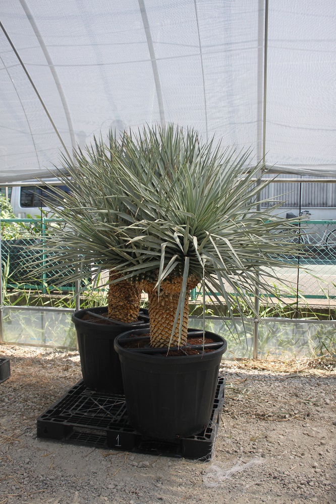 スペインからのデザットプランツ① ユッカ リギダ マルチヘッド | 有限