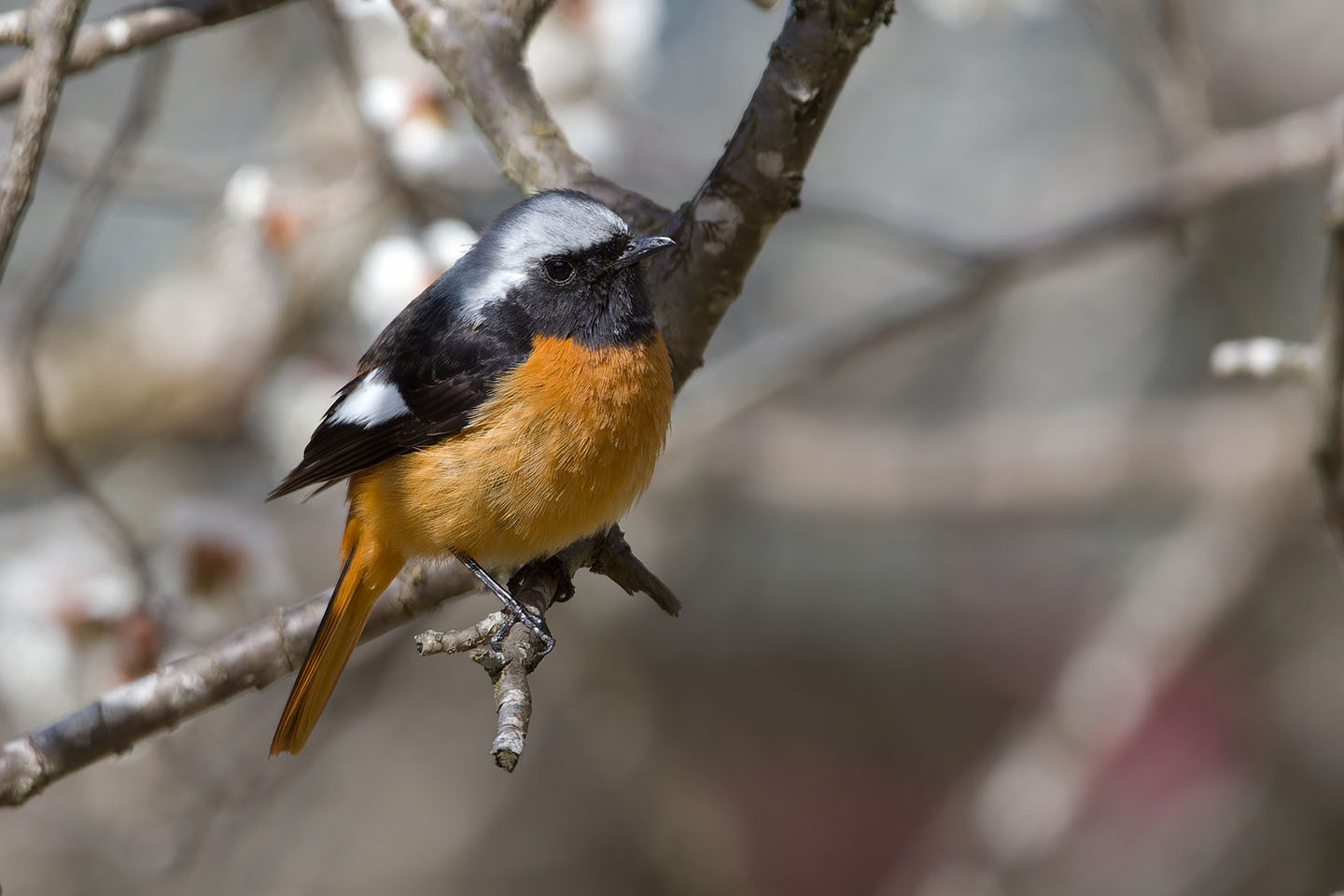さくちゃんの 『鳥と遊ぼうよ！』: ジョウビタキ／2024年3月2日