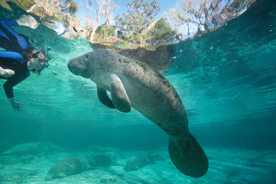 Blue Heaven River Tours - Ultimate Manatee Tours