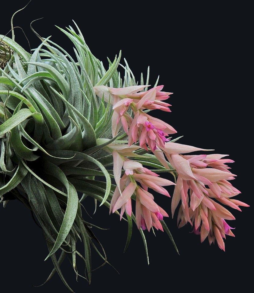 ブロメリア・エアープランツ Tillandsia roseiflora Tillandsia