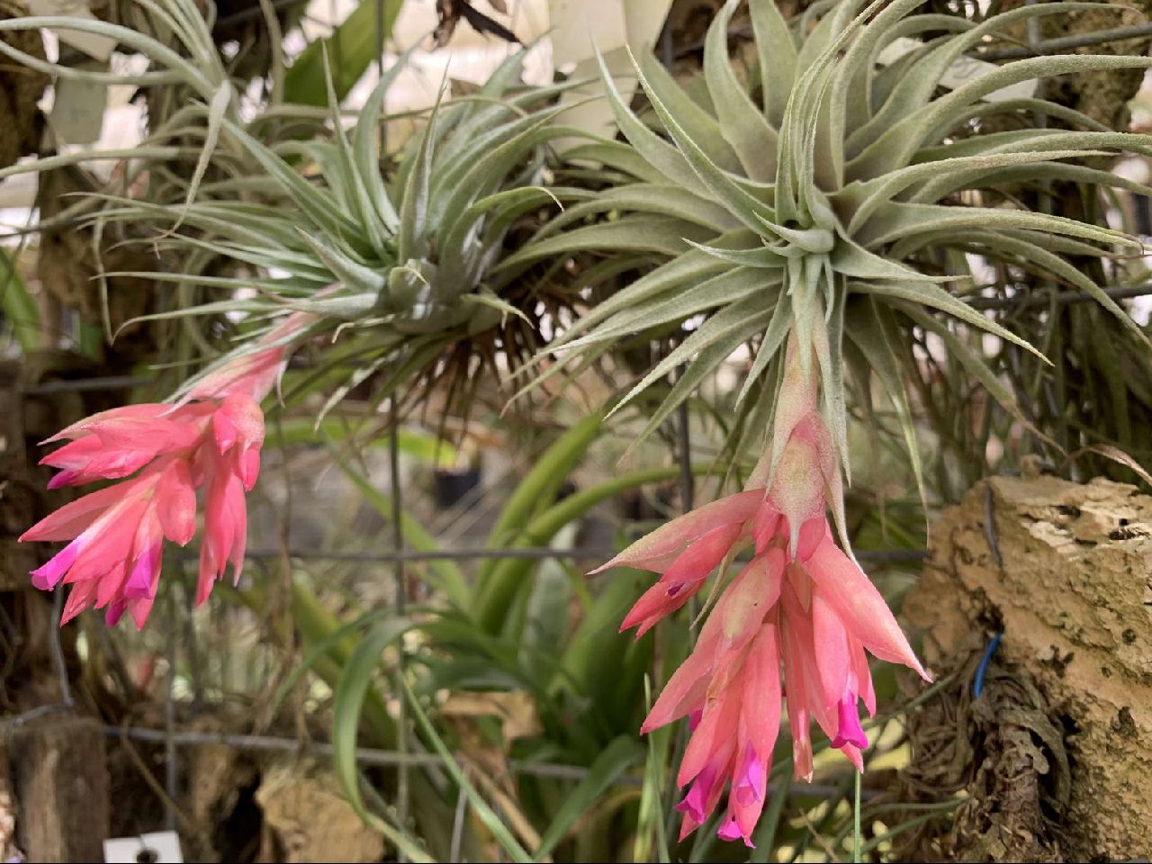 Bromeliads in Australia - Tillandsia roseiflora