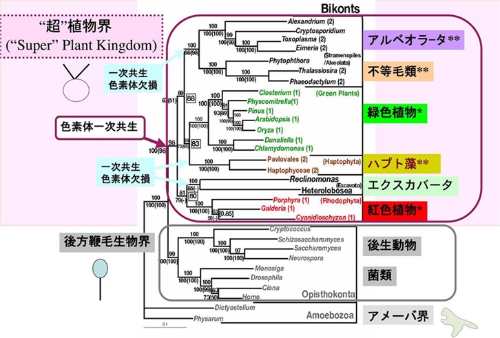 Research - 多様性起源学研究室（野崎研）