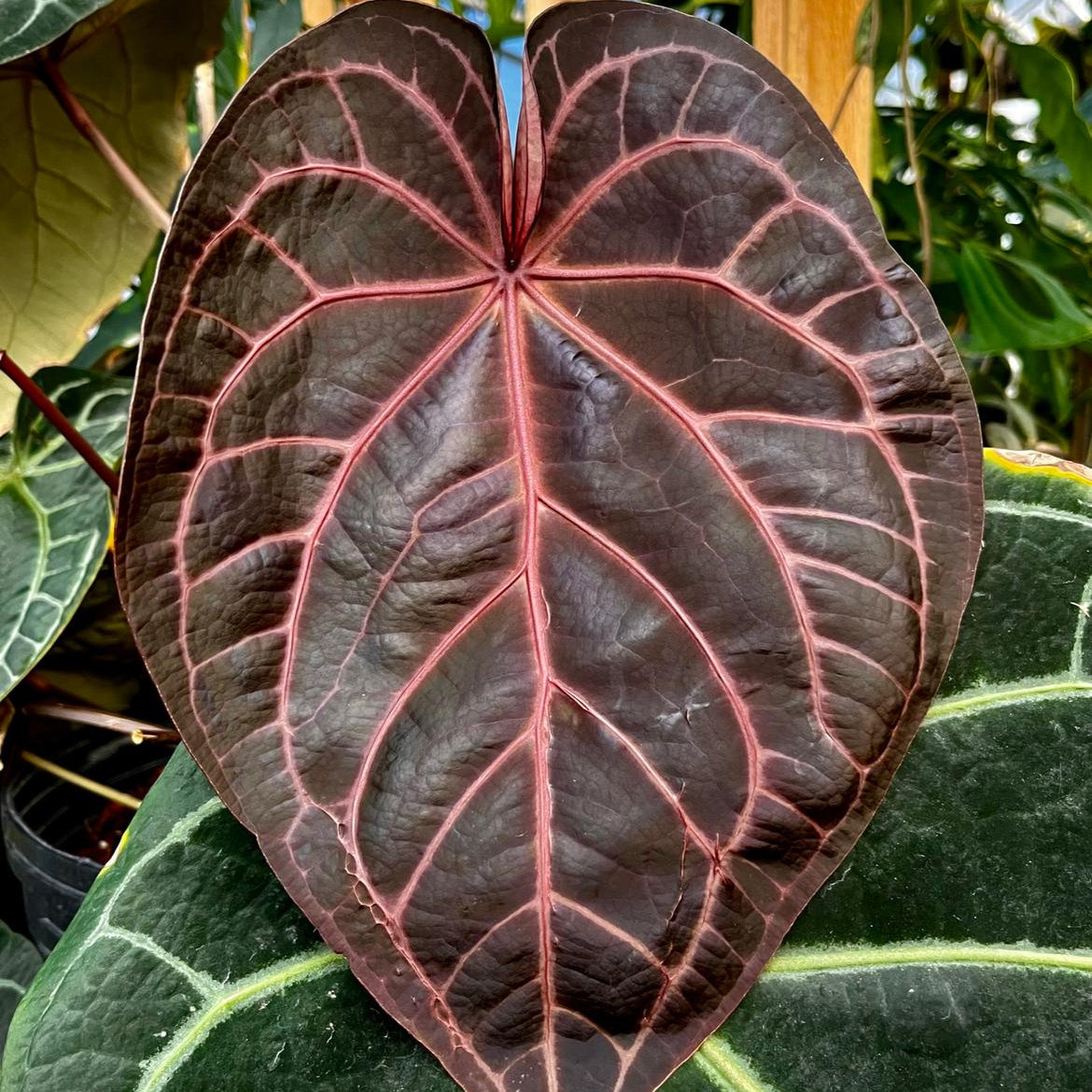 Anthurium Doc Block - F2 – Carnivero