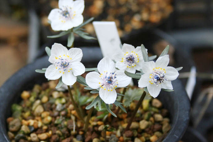 セツブンソウの育て方 | 中越植物園website