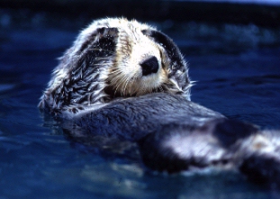 地球流民のESSAY