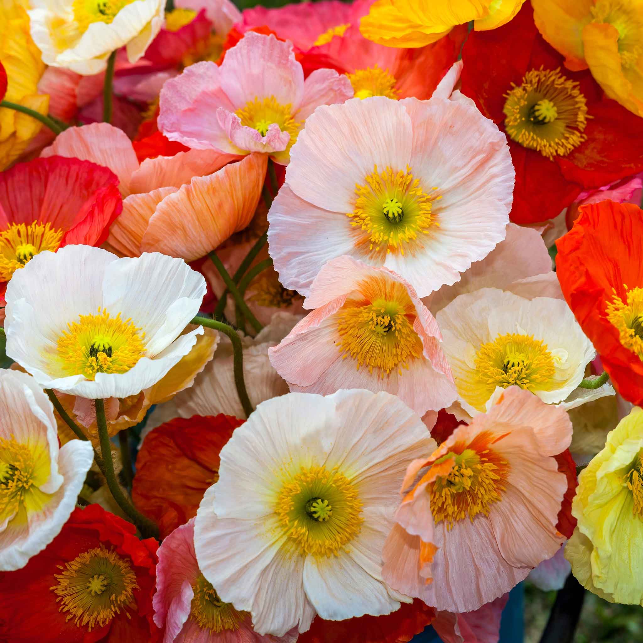 Iceland Poppy Seeds - Champagne Bubbles Mix | Flower Seeds in
