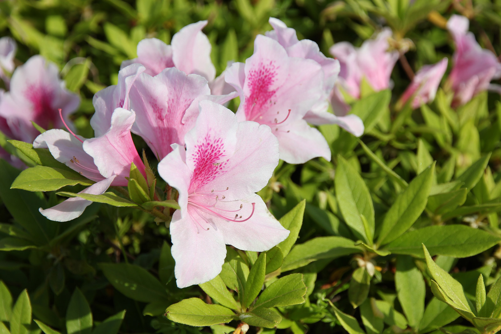 お花の写真集 / ツツジ(躑躅)