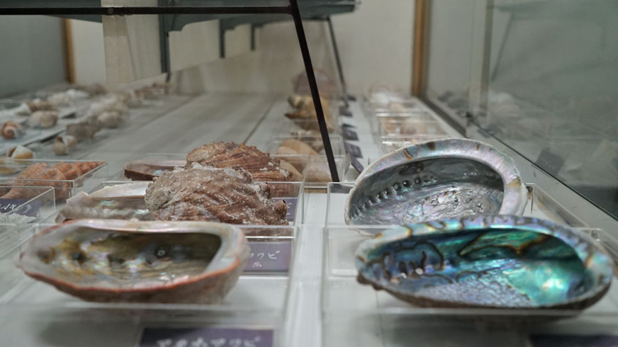 第3室 世界と日本の珍しい貝 | つやま自然のふしぎ館