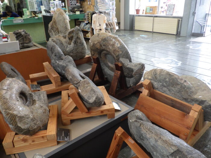 大型アンモナイトのウラ側￼ | 集まれ！北海道の学芸員