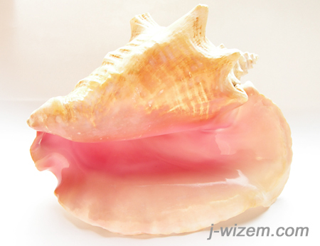 コンクシェル コンク貝 コンクパール母貝 Strombus gigas ピンク貝