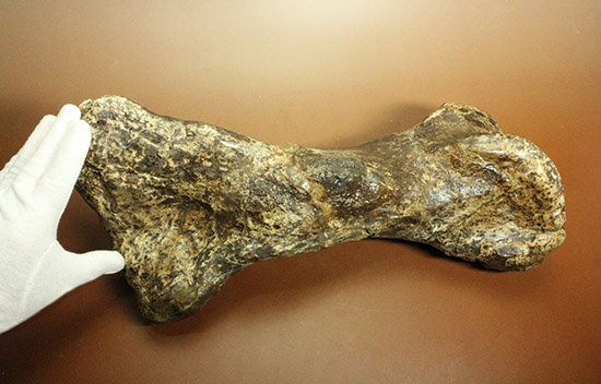 これぞモンスター！これが足の指の骨だと信じられますか？ランベオ