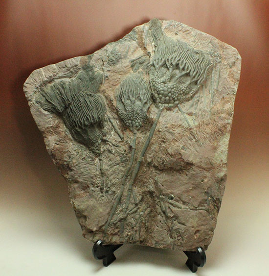 同種として最高レベルの標本の一つ、モロッコ産ウミユリ（Scyphocrinus