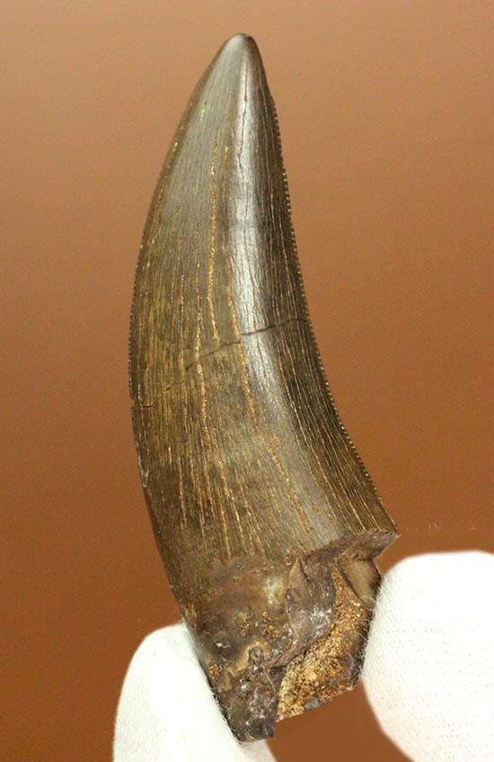 新着化石 ティラノサウルス歯化石 | 化石セブンの最新情報