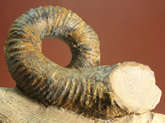 謎が謎を呼ぶ、なんでこうなった！？異常巻きアンモナイト