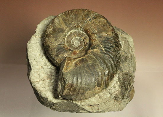 二本木認定コレクションメソプゾシア・パシフィカ(Mesopuzocia