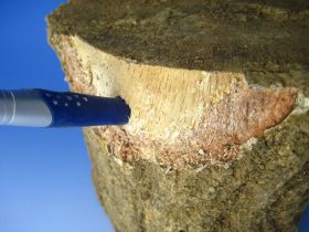 土埋めレイシ材(産卵木)の販売