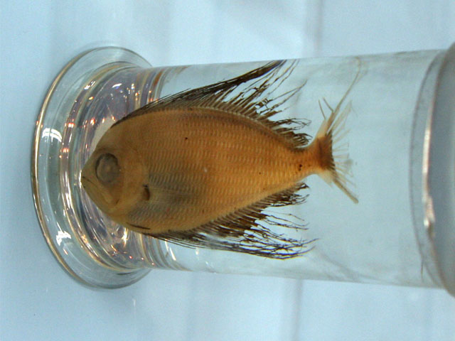 シマガツオ科(Bramidae)－リュウグウノヒメ