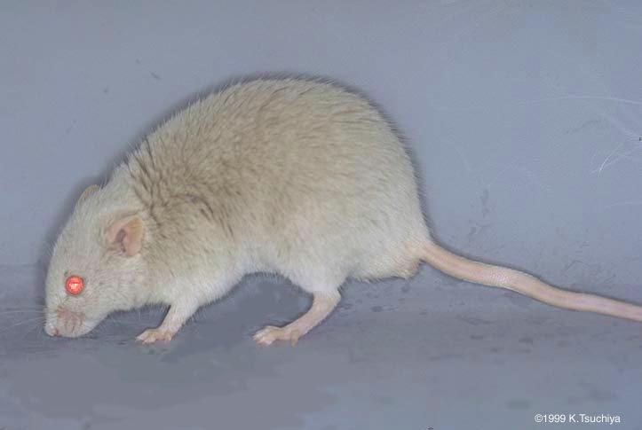 マウス画像データベース