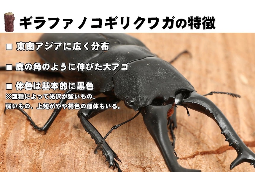 超特大サイズ ギラファノコギリクワガタ 成虫 オス ブリード品
