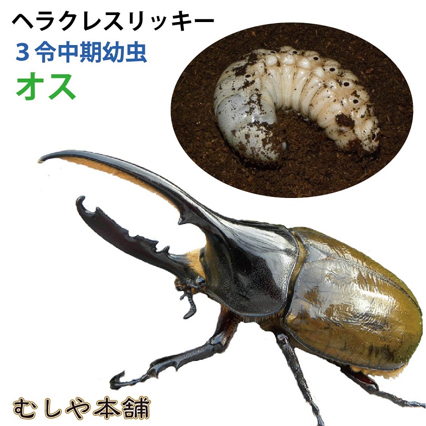 ヘラクレス・リッキー 幼虫（3令中期）オス オオクワガタ幼虫