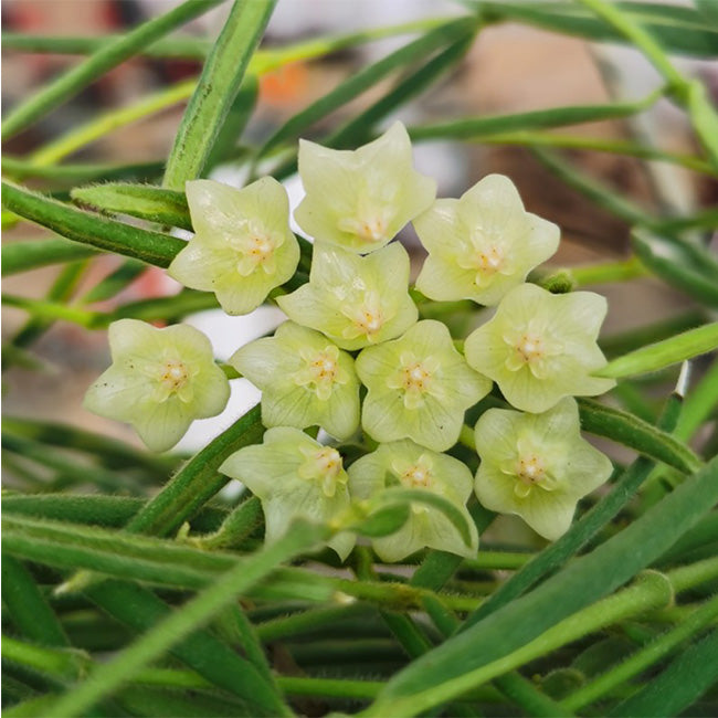 Hoya linearis for Sale | My Home Nature