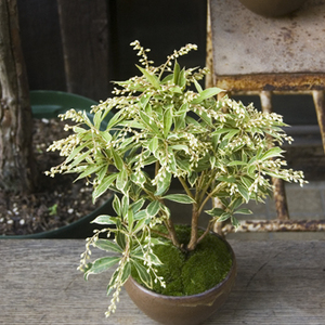 斑入りアセビ - Collection : コレクション - NEO GREEN : ネオグリーン