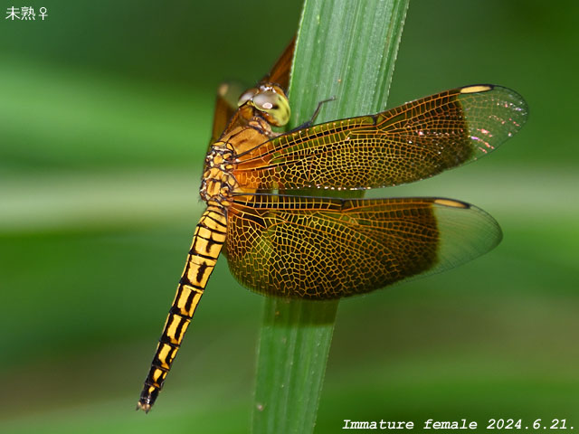 デジタルトンボ図鑑－ウミアカトンボ