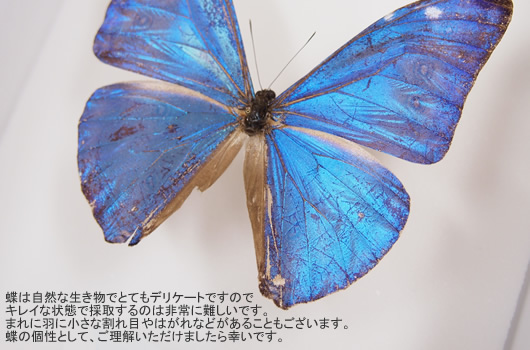 エガーモルフォ(エガモルフォ) , タテハ蝶科標本 , 蝶の標本 販売