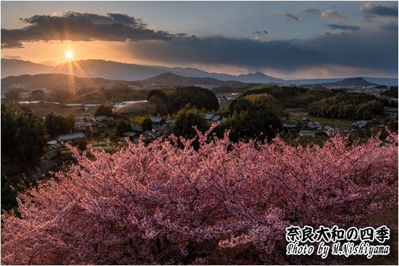 奈良大和の四季 2024年3月新作