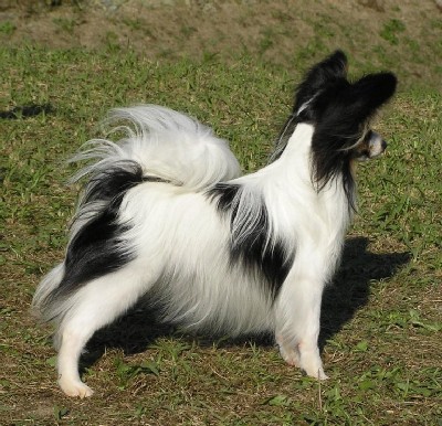 パピヨンショーイング2008